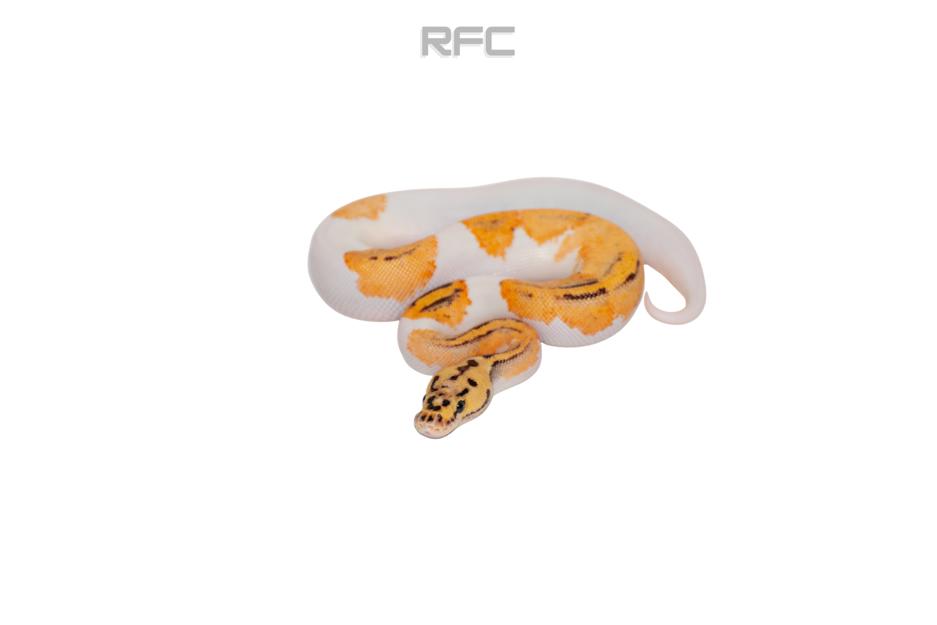 Pastel YB Clown Pied Het Ultramel