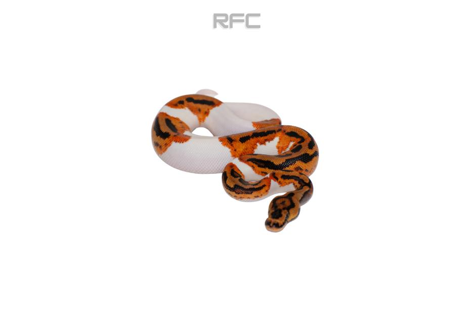 YB Clown Pied Het Ultramel