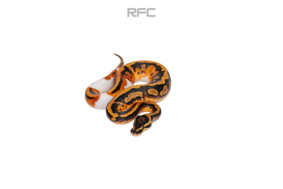 Pied DH Ultramel Clown