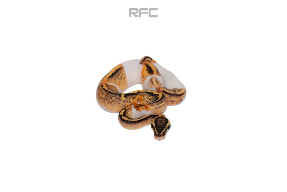 Pastel Pied DH Ultramel Clown