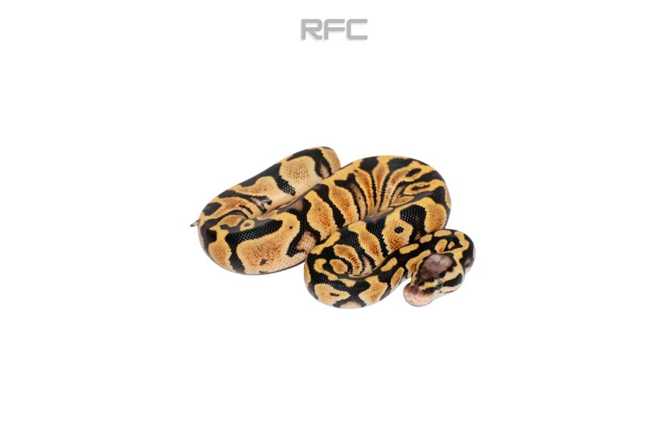 Pastel TH Ultramel Clown Pied