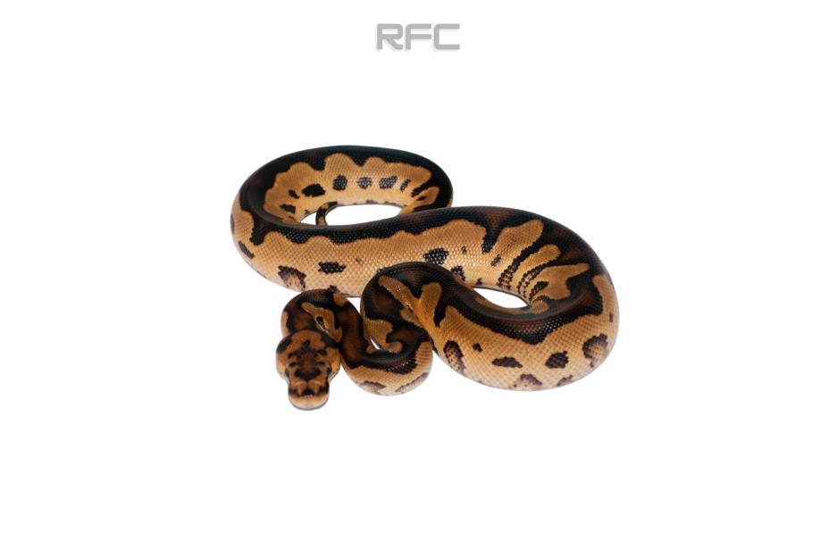 OD Clown Het Pied 66% Het Ultramel 50% Het Hypo
