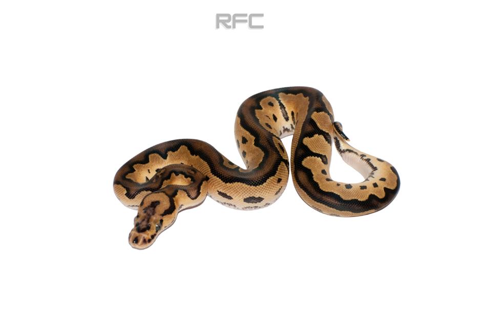 OD Vanilla Clown Het Axanthic 50% Het Pied