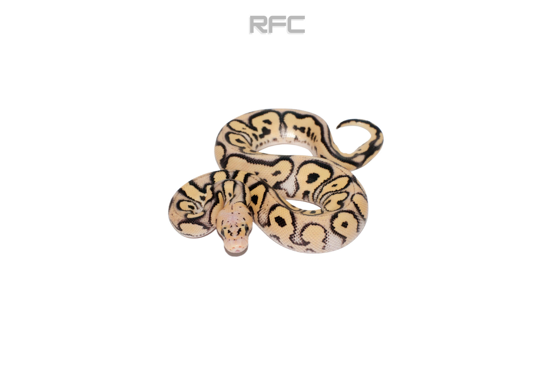 Pastel DG Clown Het Pied