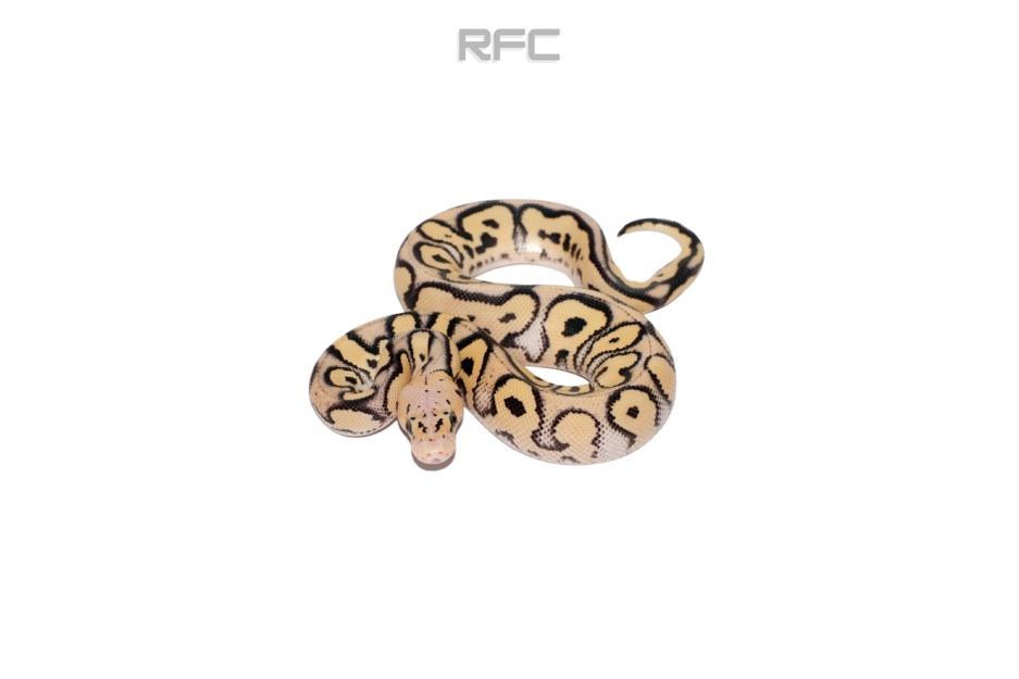 Pastel DG Clown Het Pied