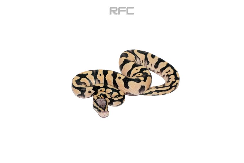 Pastel DG DH Clown Pied