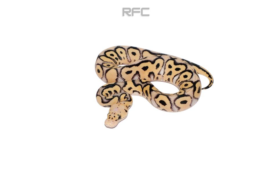 Pastel DG Clown Het Pied