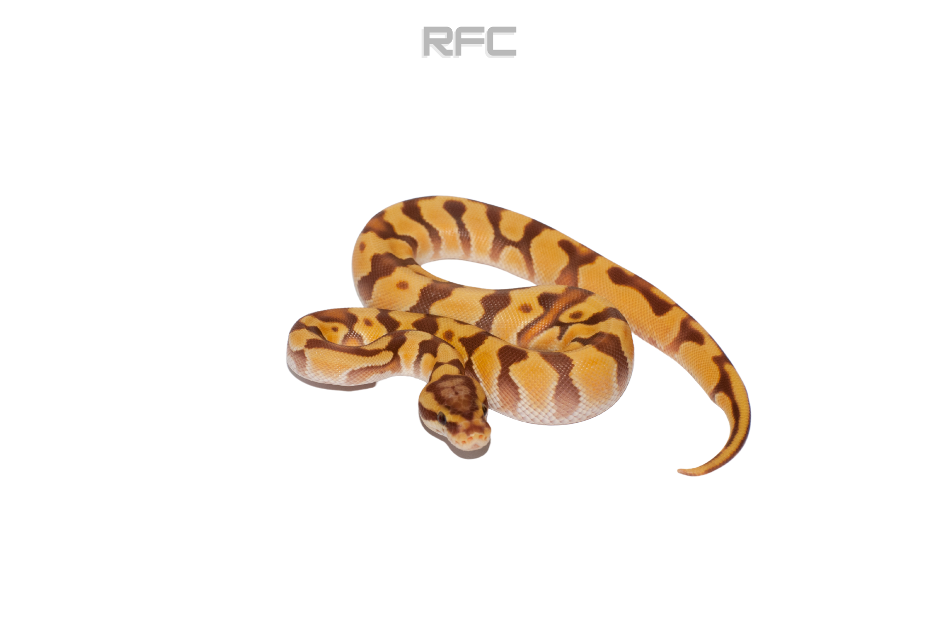 OD Pastel Enchi Ultramel Het Clown 50% Het Hypo