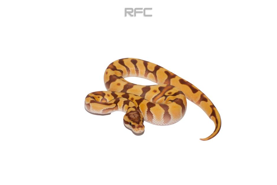 OD Pastel Enchi Ultramel Het Clown 50% Het Hypo