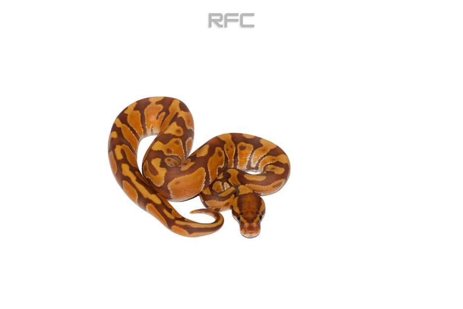 OD Enchi Ultramel Het Clown 50% Het Hypo