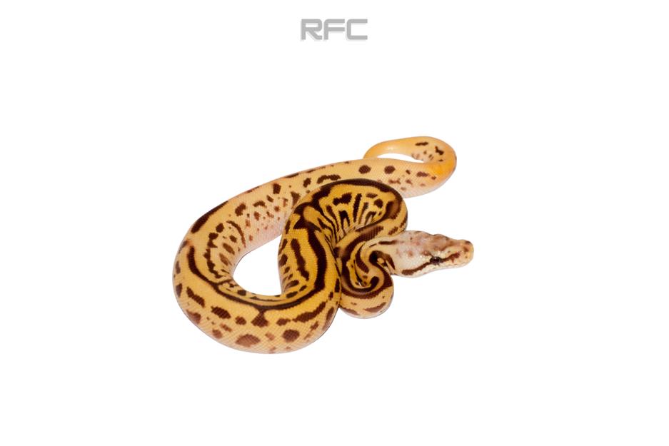 OD Pastel Leo SN Ultramel Het Clown 50% Het Hypo