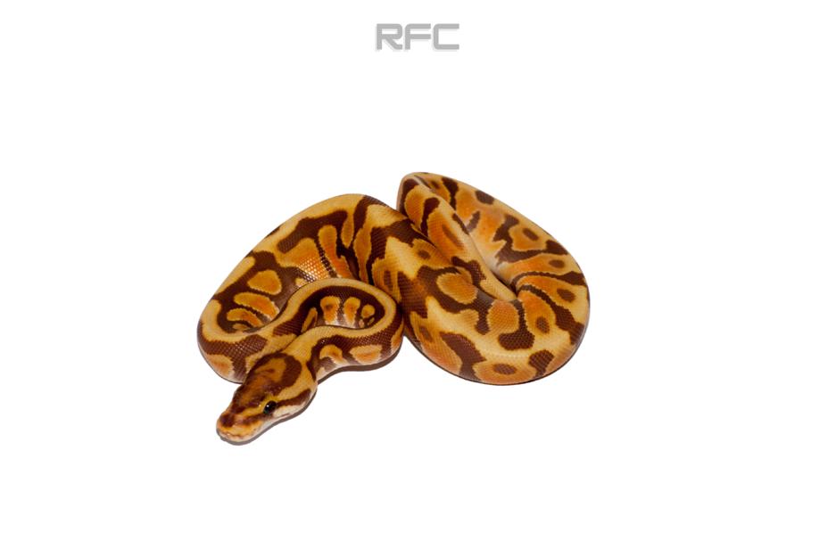 OD Enchi SN Ultramel Het Clown 50% Het Hypo