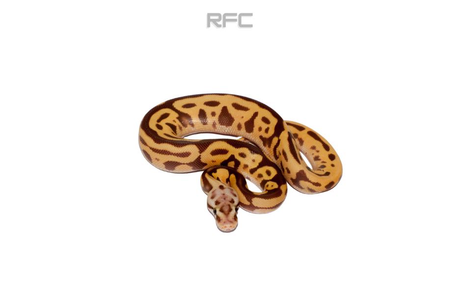 Pastel Leo SN Ultramel Het Puzzle 50% Het Hypo