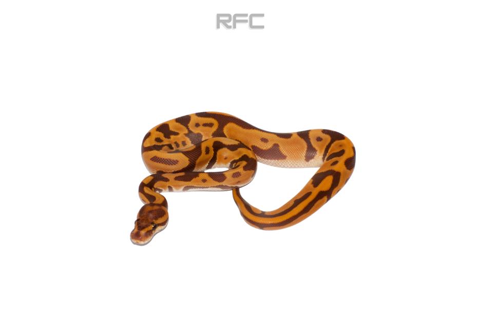 OD Leo Ultramel Het Puzzle 50% Het Hypo