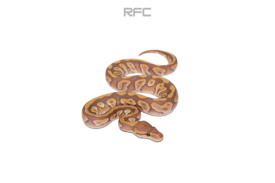 OD Mojave Ultramel Het Puzzle 50% Het Hypo