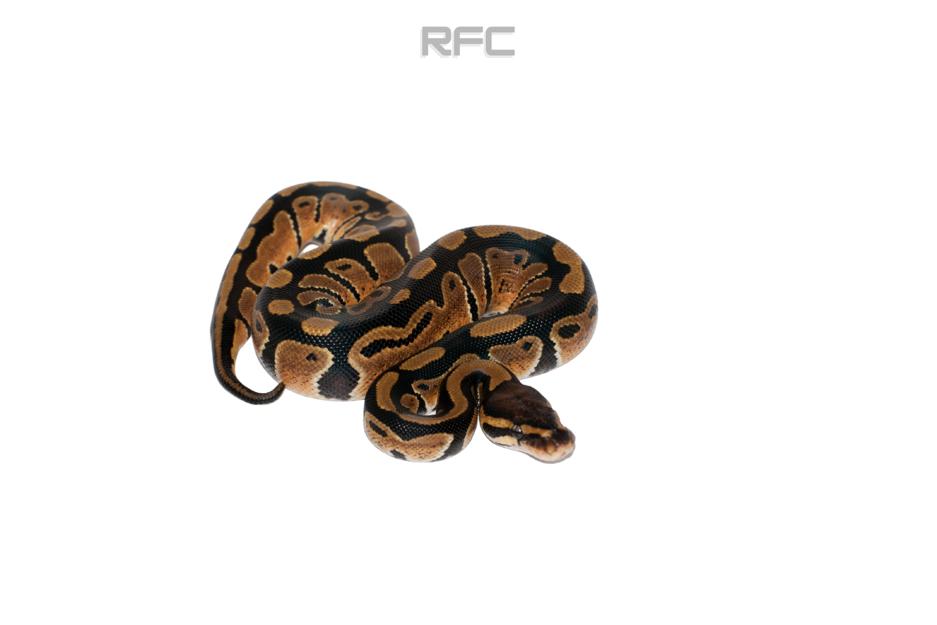 Triple Het DG Clown Pied