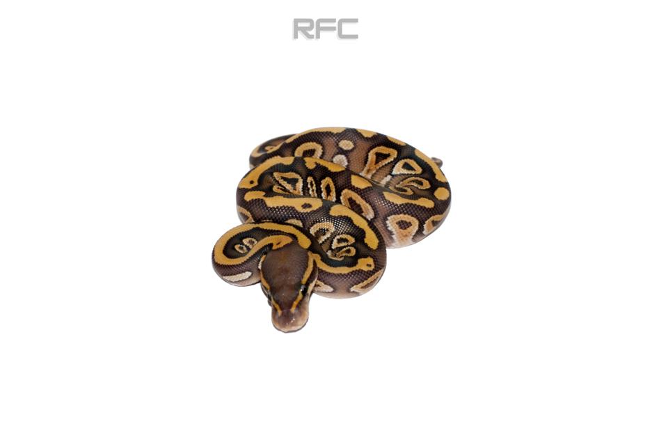 NR Mandarin Mojave Hypo