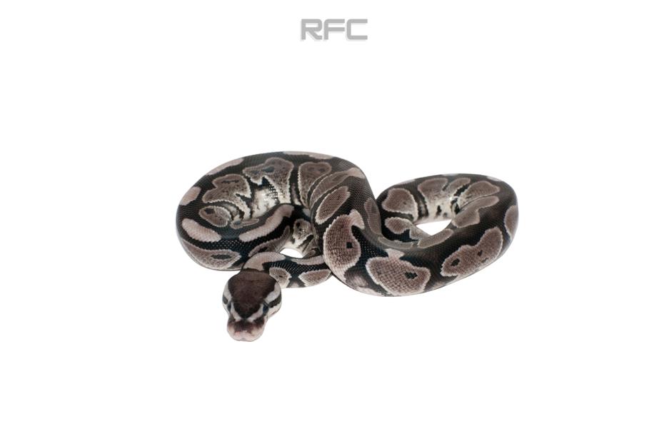 Axanthic DBL Het GS Clown