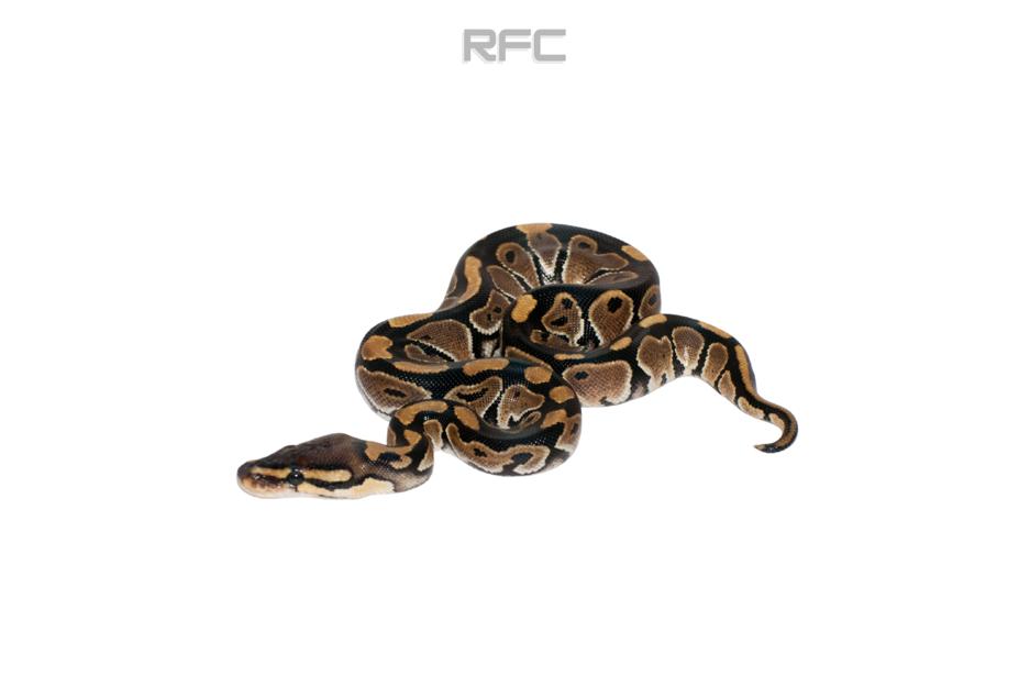Triple Het Axanthic GS Clown