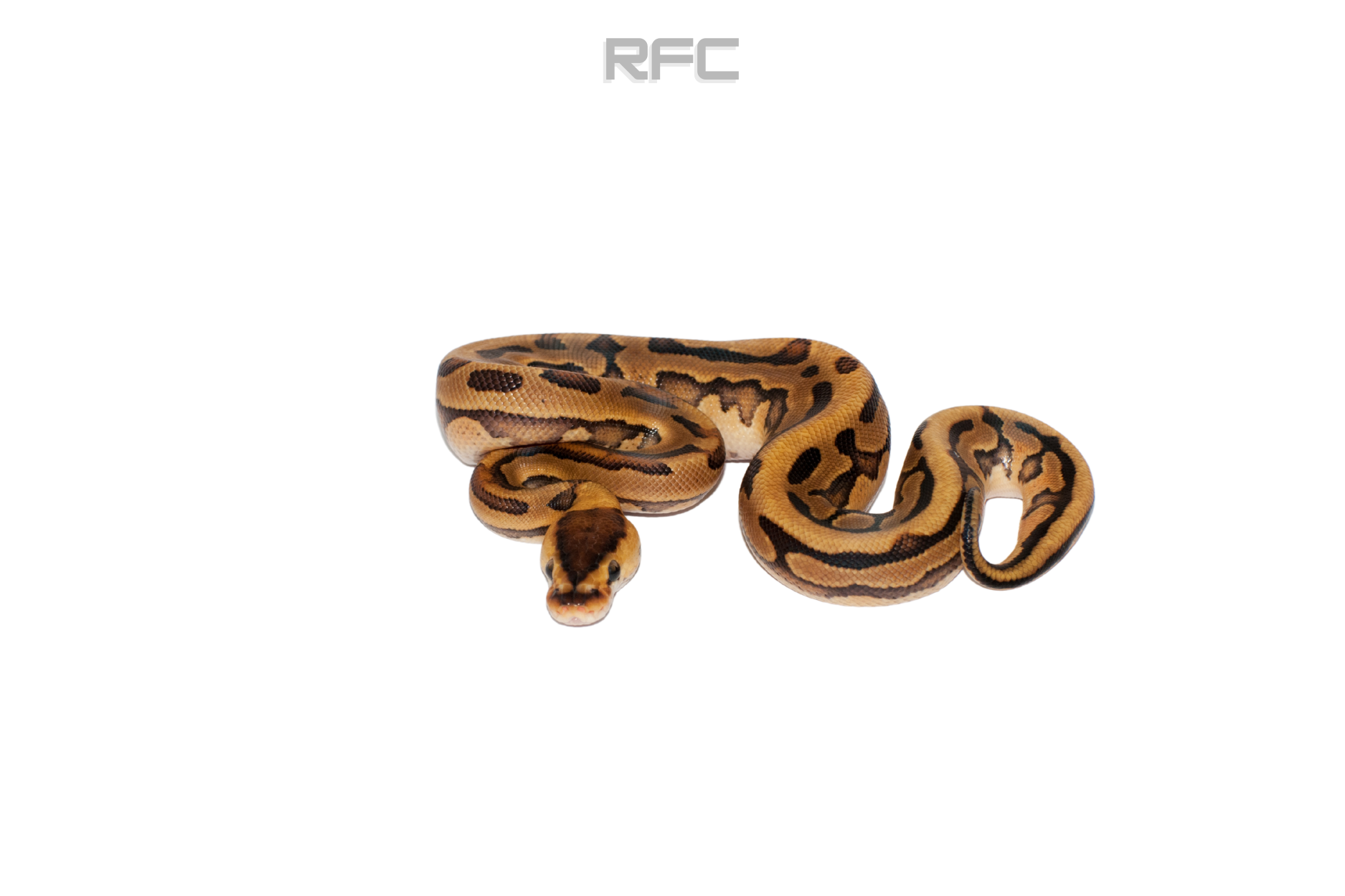 RS Enchi Puzzle Het Clown