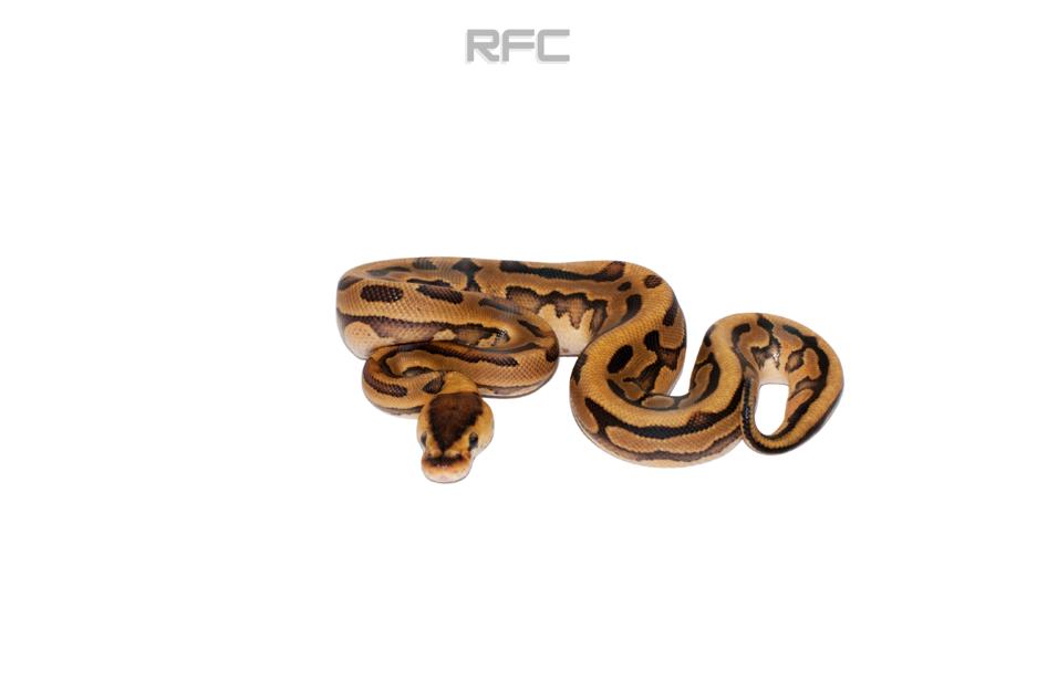 RS Enchi Puzzle Het Clown
