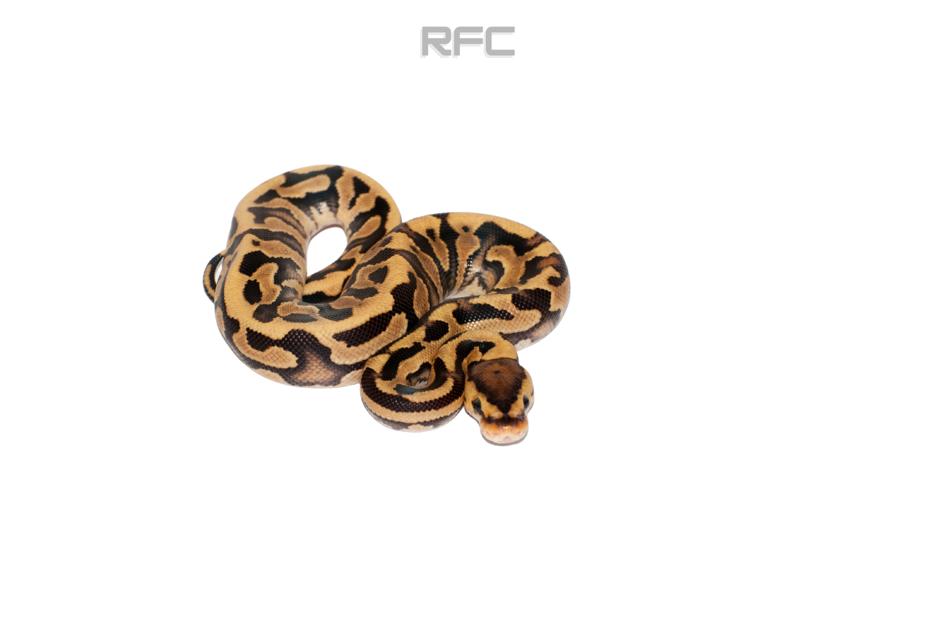RS Puzzle Het Clown