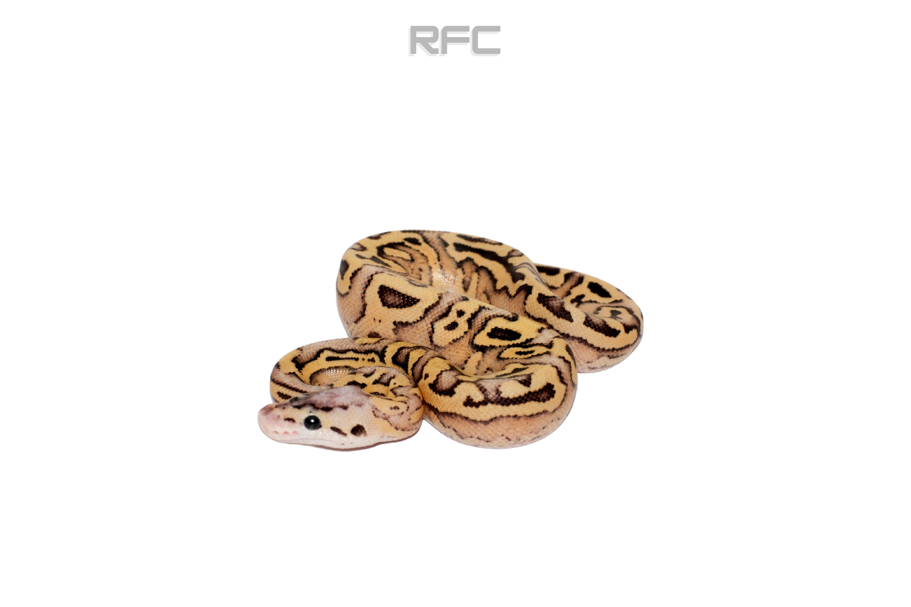 RS Firefly Enchi Puzzle Het Clown
