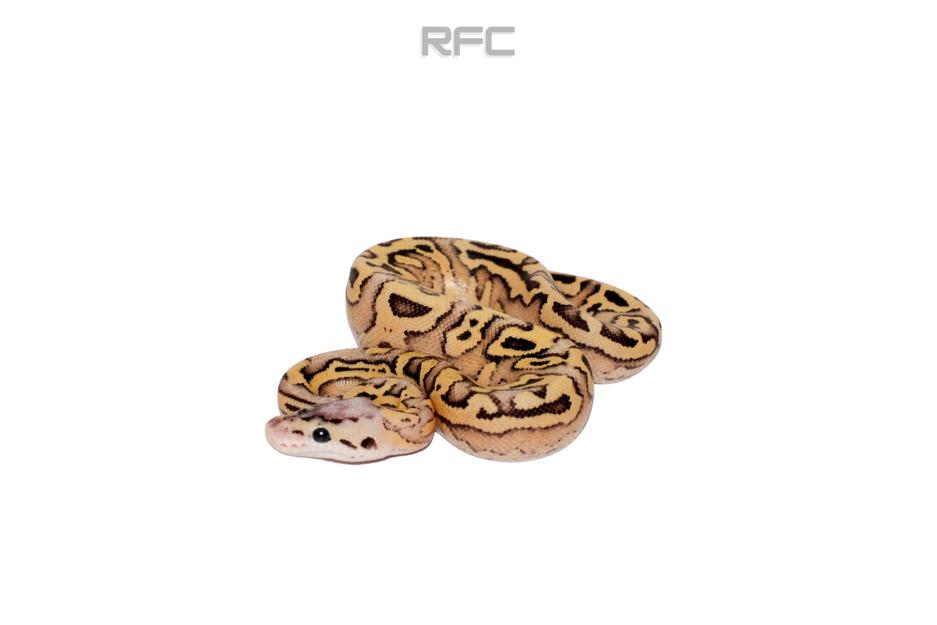 RS Firefly Enchi Puzzle Het Clown