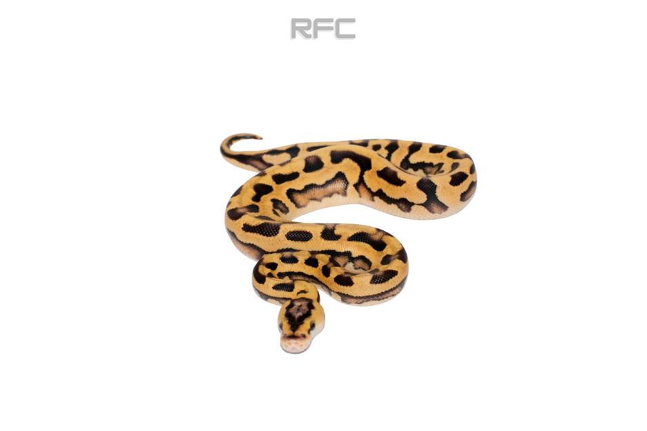 Pastel Enchi RS Puzzle Het Clown