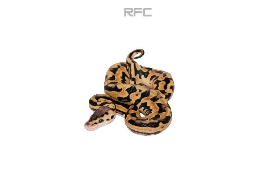 Pastel Puzzle Het Clown
