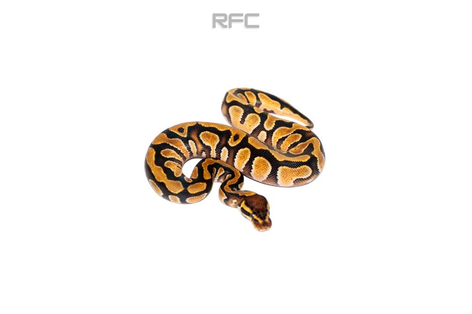 Cypress Enchi Gravel/YB Het DG 50% Het Hypo