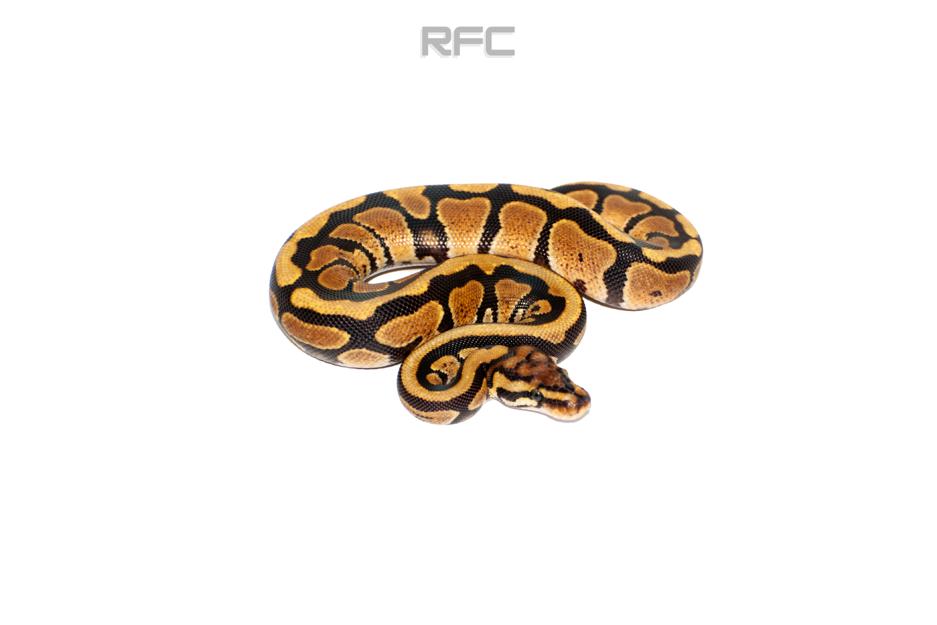 SN Triple Het DG Hypo Puzzle 50% Het Ultramel
