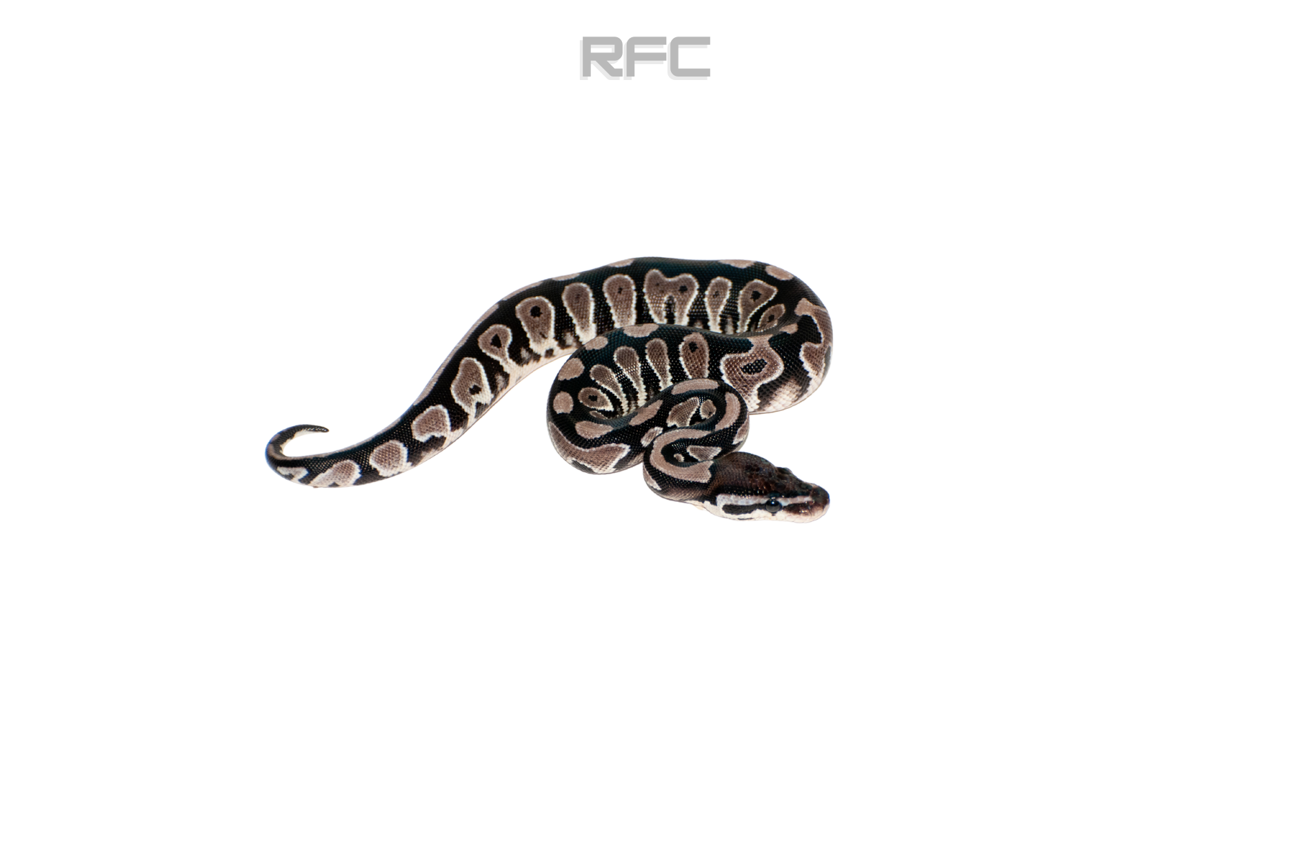 BH Axanthic Het Clown