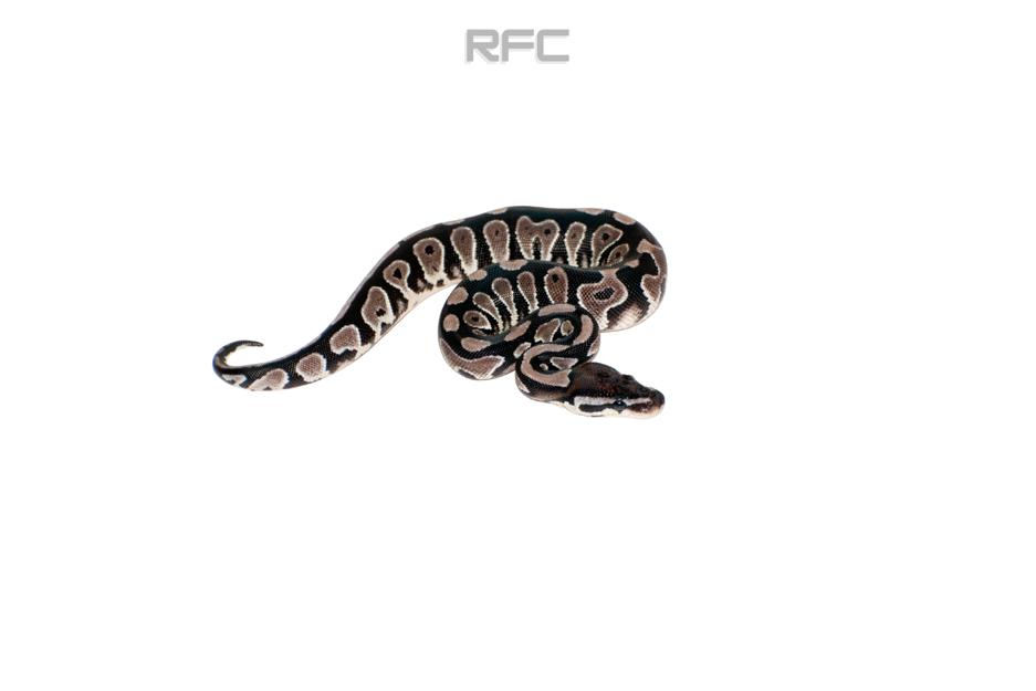 BH Axanthic Het Clown