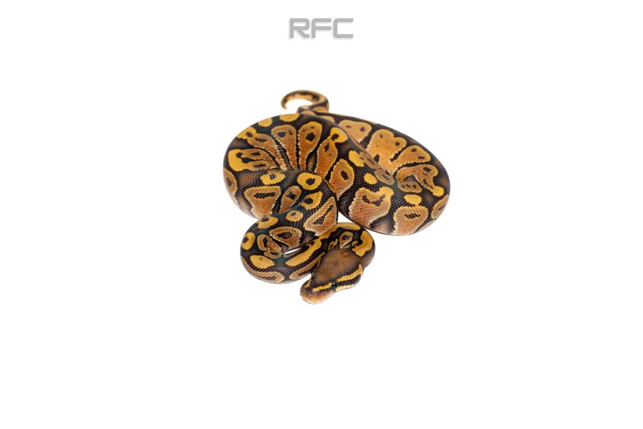 NR Mandarin Hypo