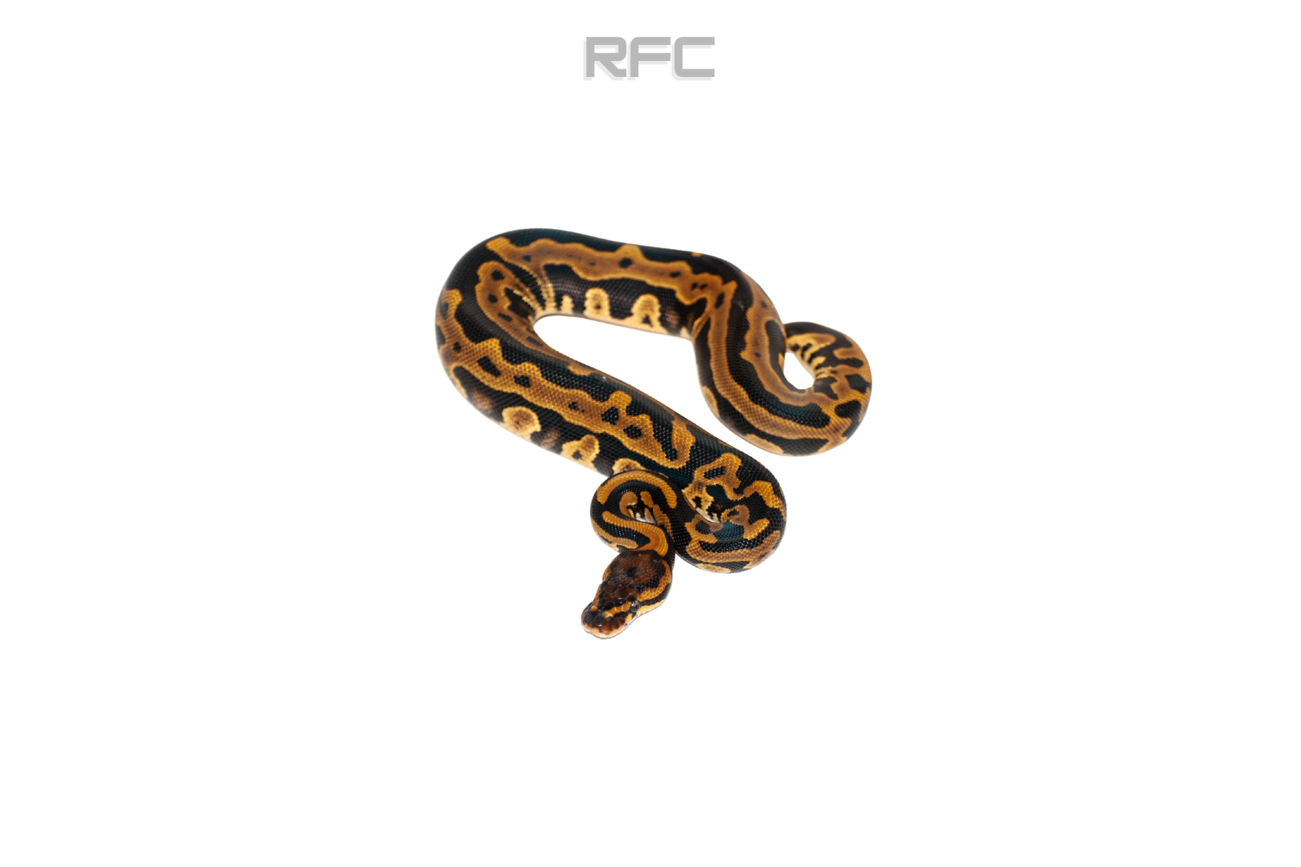 Leo Triple Het DG Clown Pied