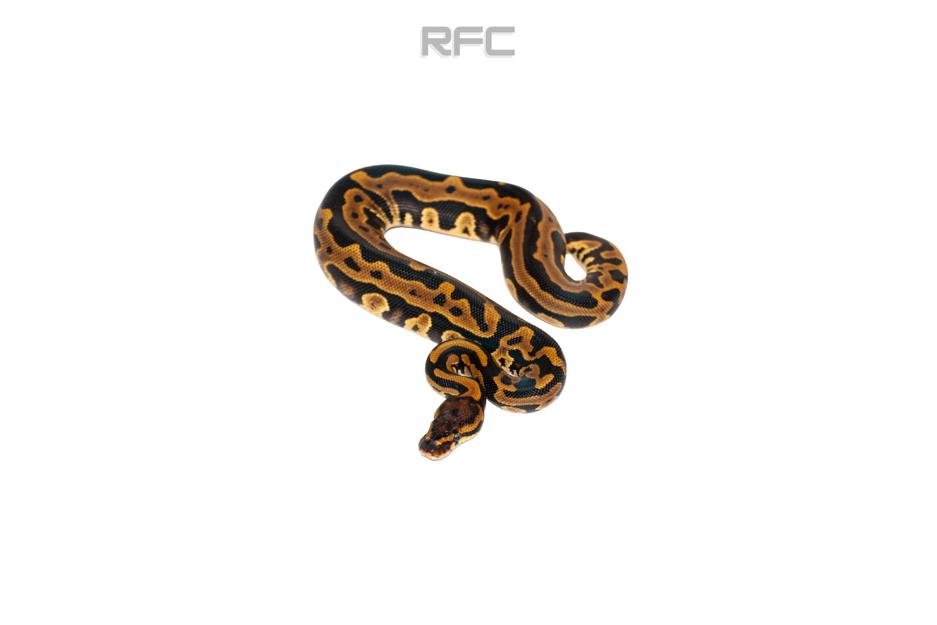 Leo Triple Het DG Clown Pied