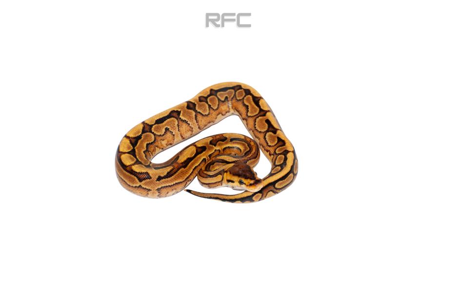 RS YB Puzzle