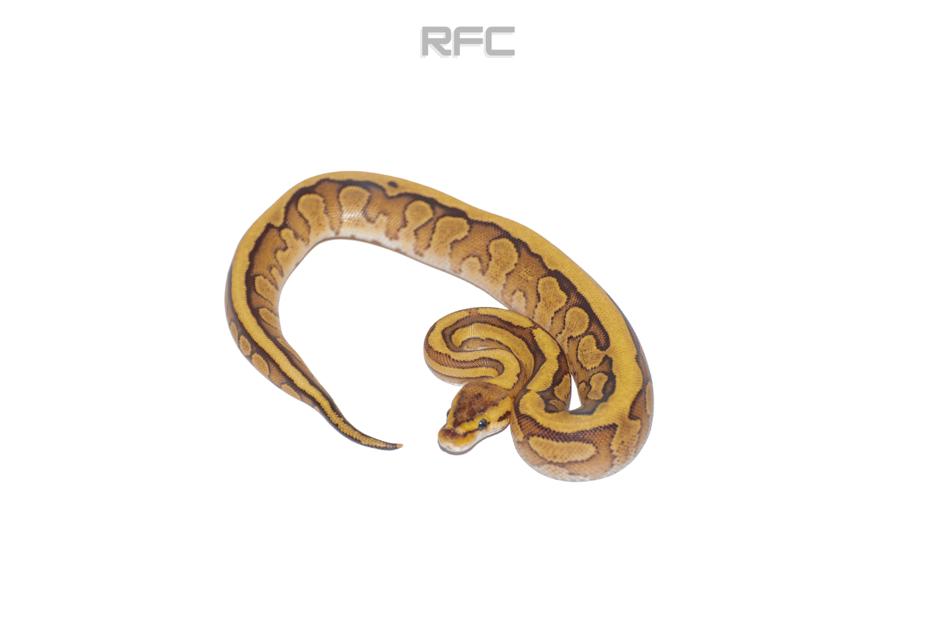 RS Fire Puzzle
