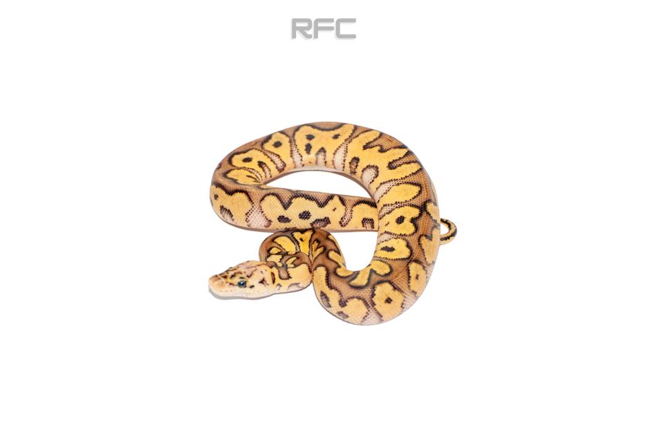 Pastel (YB) Clown Het DG