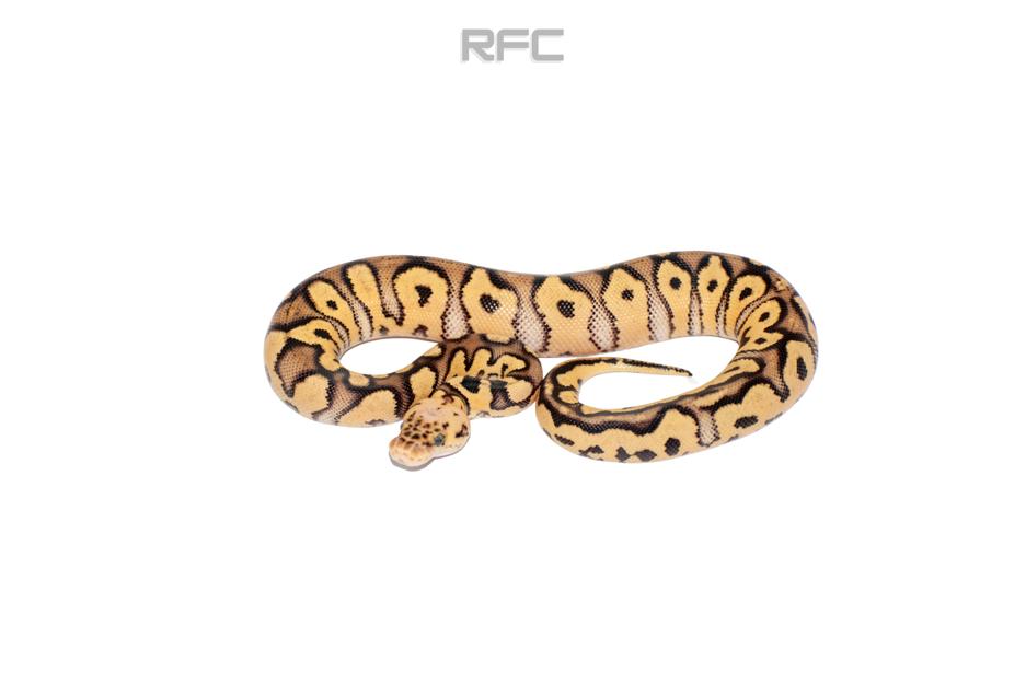 Pastel YB Clown Het DG