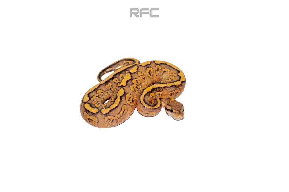 Super RS BP DG Het Clown 50% Hypo