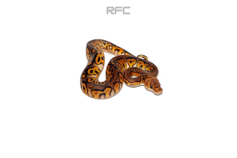 RS BP Clown H Hypo