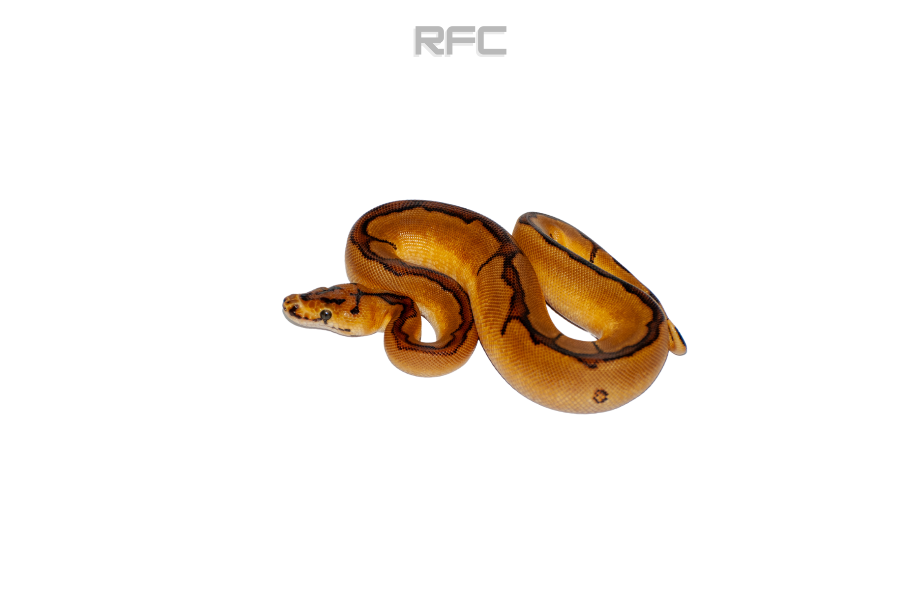 RS Enchi Spark Clown H DG