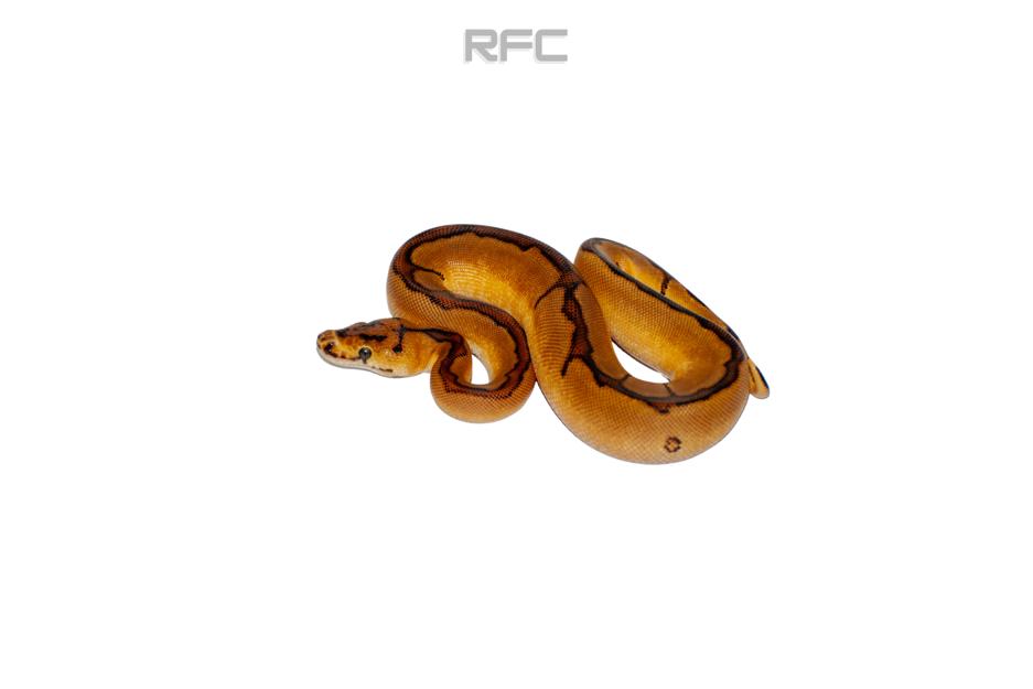 RS Enchi Spark Clown H DG