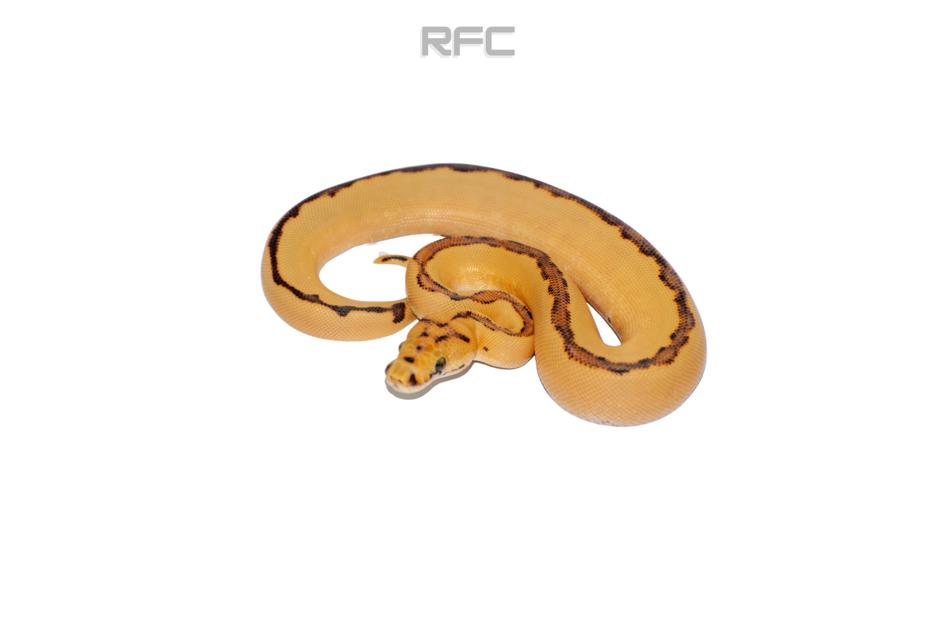 Super Enchi RS (Pos Super) DG Clown