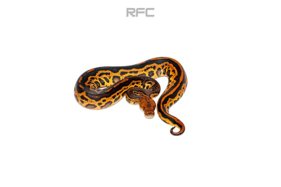 Nyala BH Phantom Leo Clown