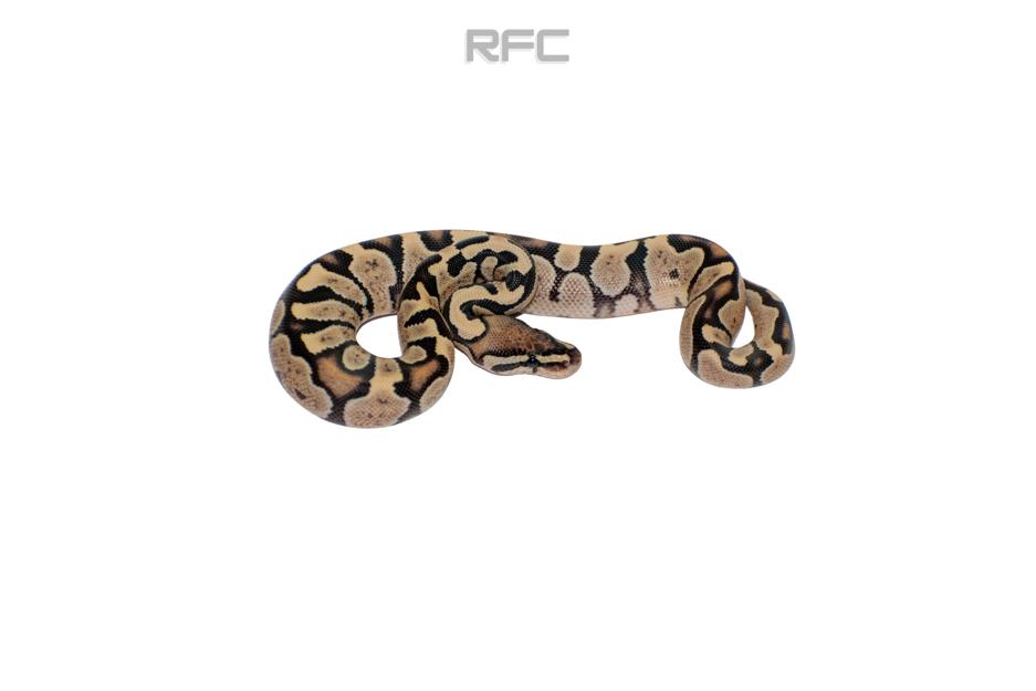 Zebra DG Het Hypo