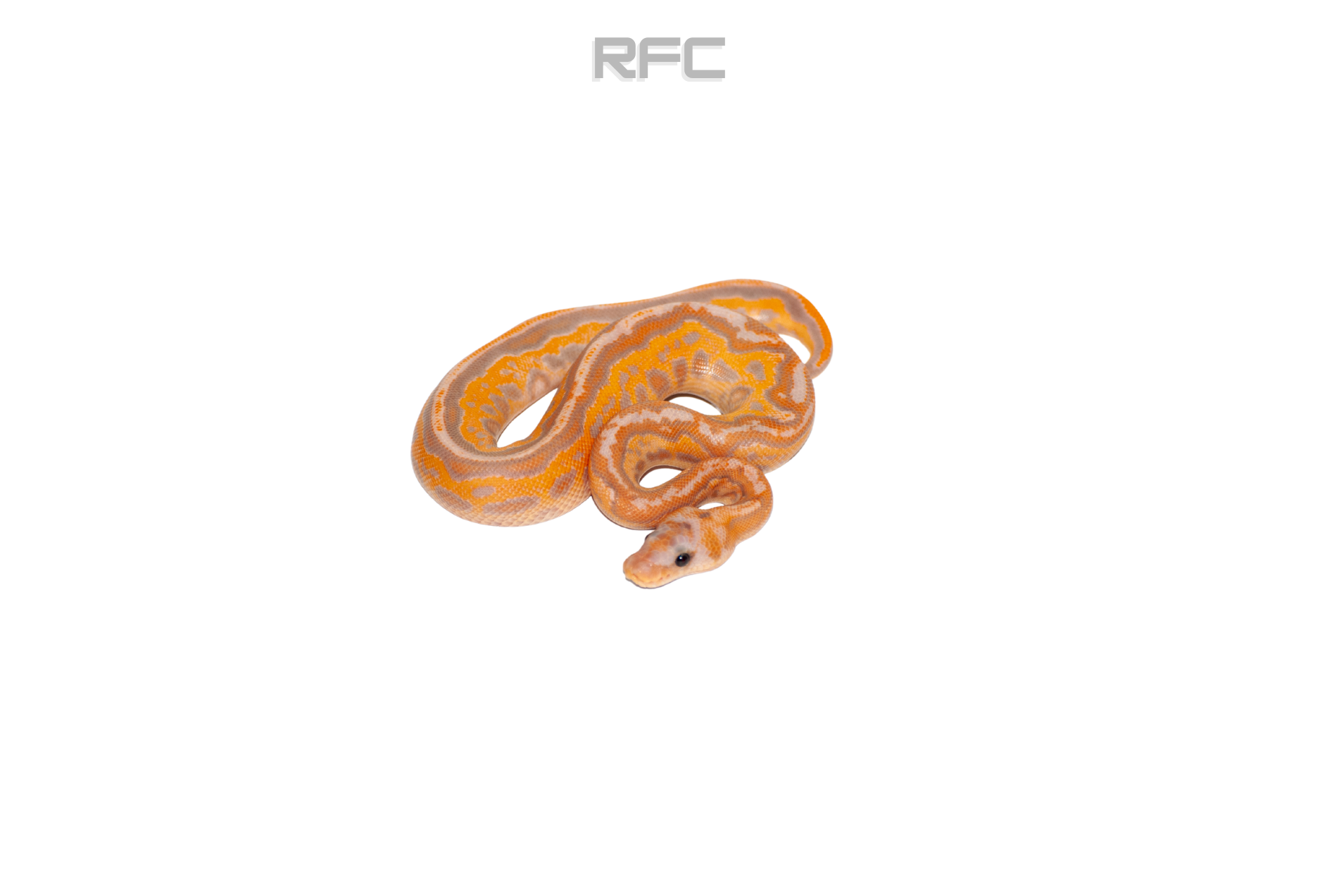 BH RS Leo Banana Clown (FM)