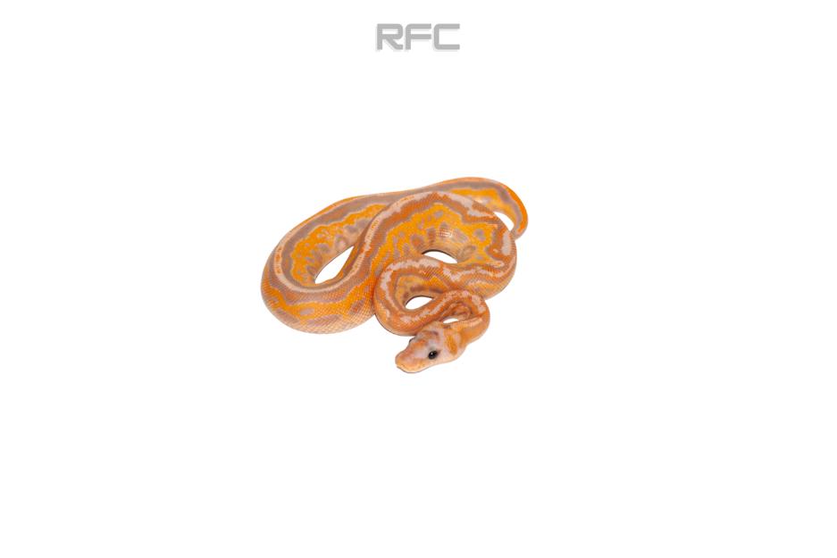 BH RS Leo Banana Clown (FM)